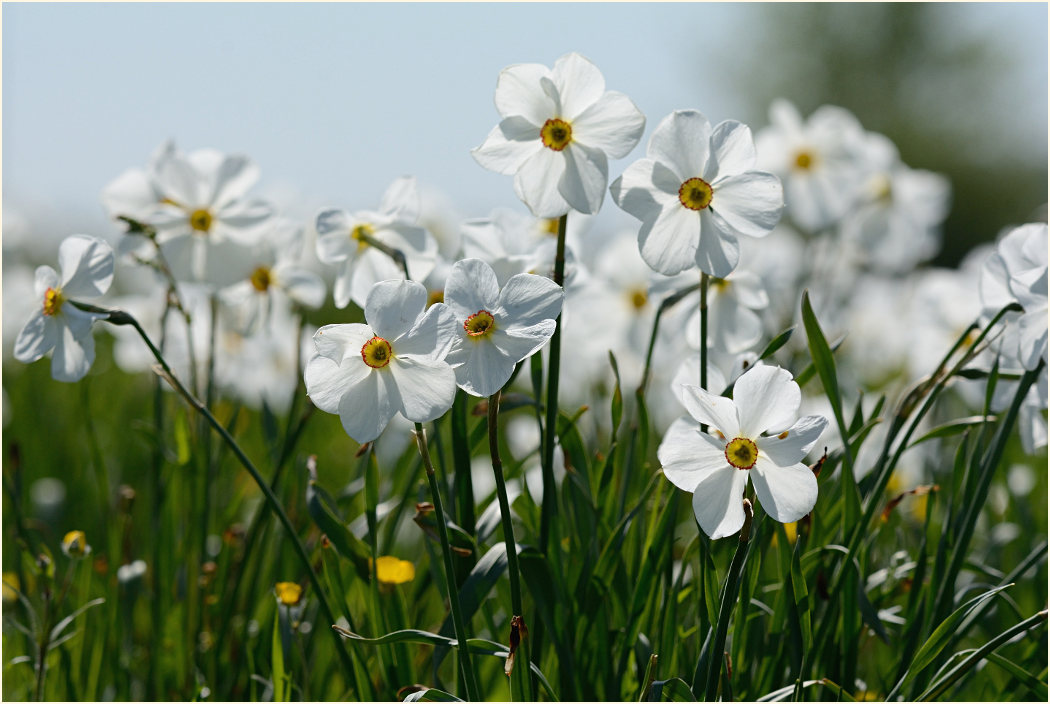 Narzisse (Narcissus)