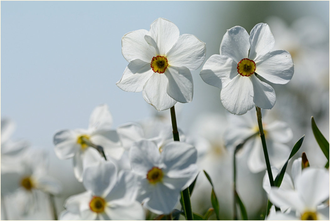 Narzisse (Narcissus)