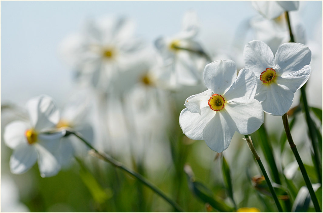 Narzisse (Narcissus)