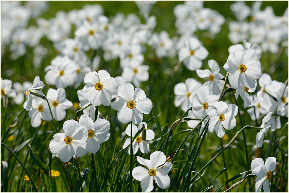 Narzisse (Narcissus)