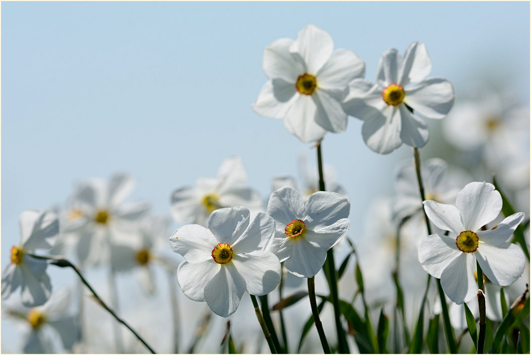 Narzisse (Narcissus)