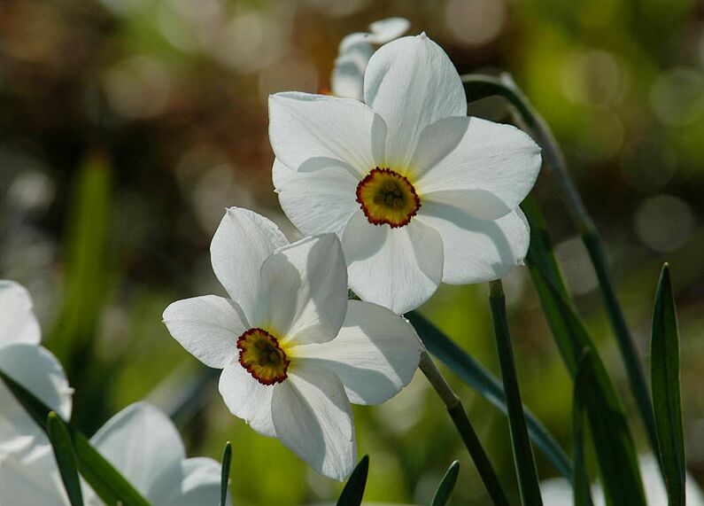 Narzisse (Narcissus)