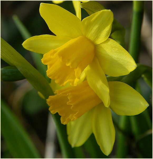 Narzisse (Narcissus)