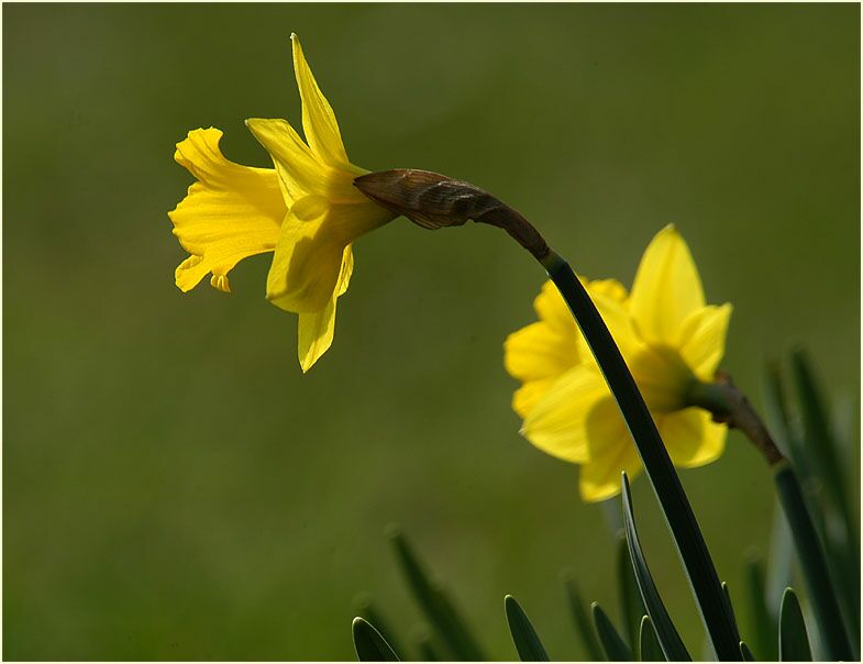 Narzisse (Narcissus)