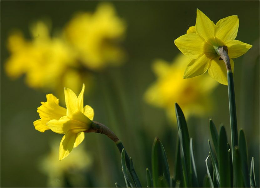 Narzisse (Narcissus)