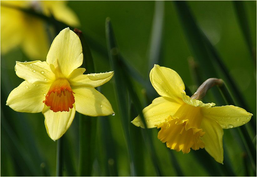 Narzisse (Narcissus)