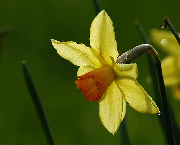 Narzisse (Narcissus)