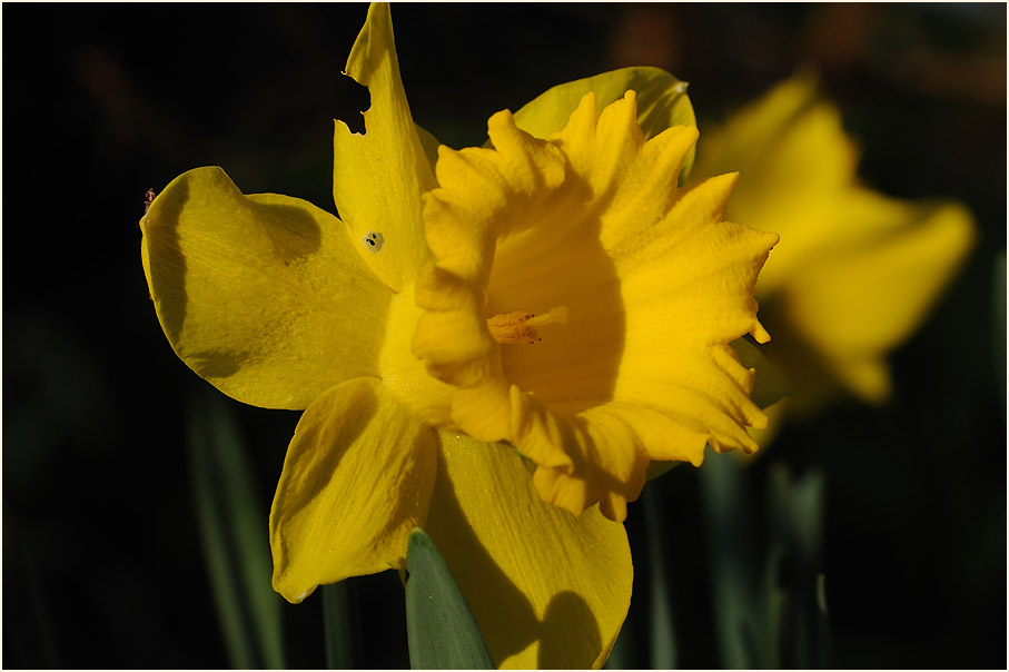 Narzisse (Narcissus)