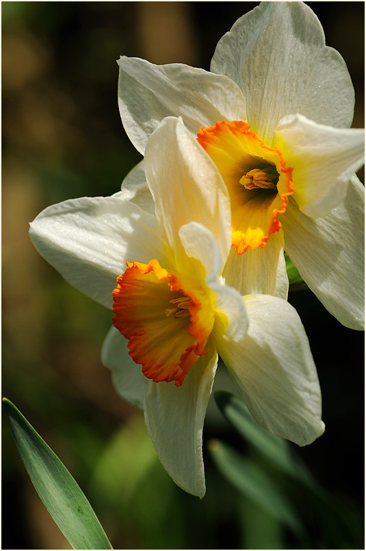 Narzisse (Narcissus)