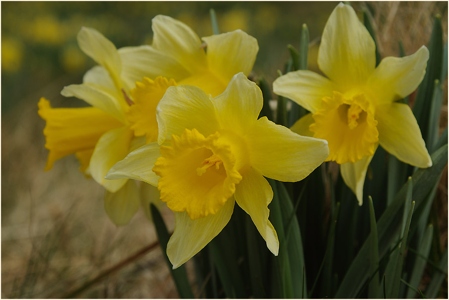 Narzisse (Narcissus)