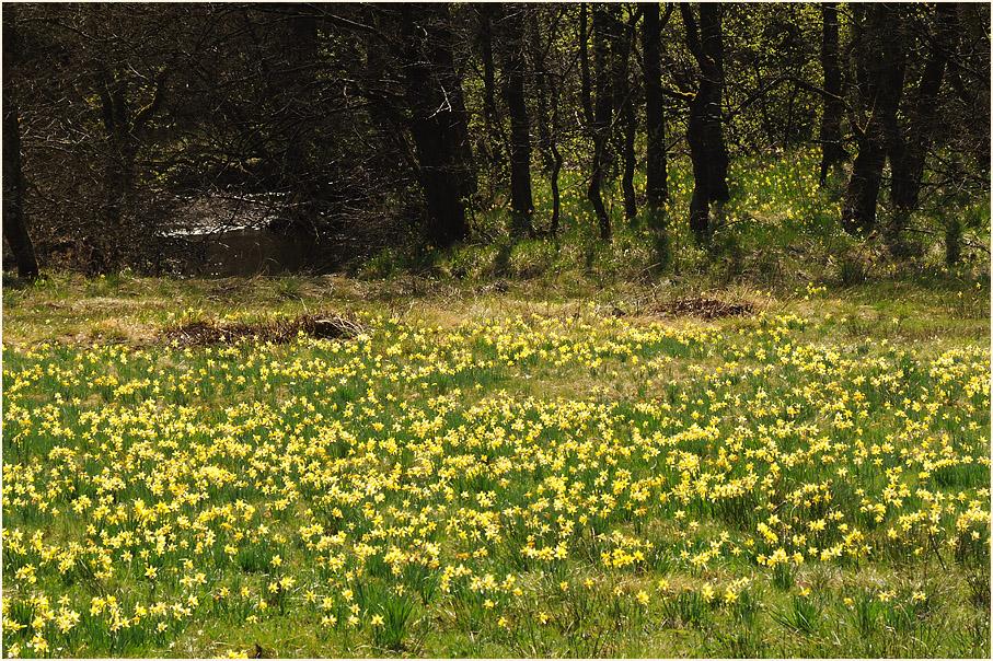 Narzisse (Narcissus)