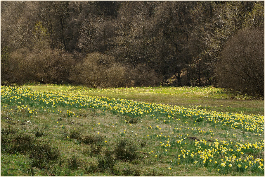 Narzisse (Narcissus)