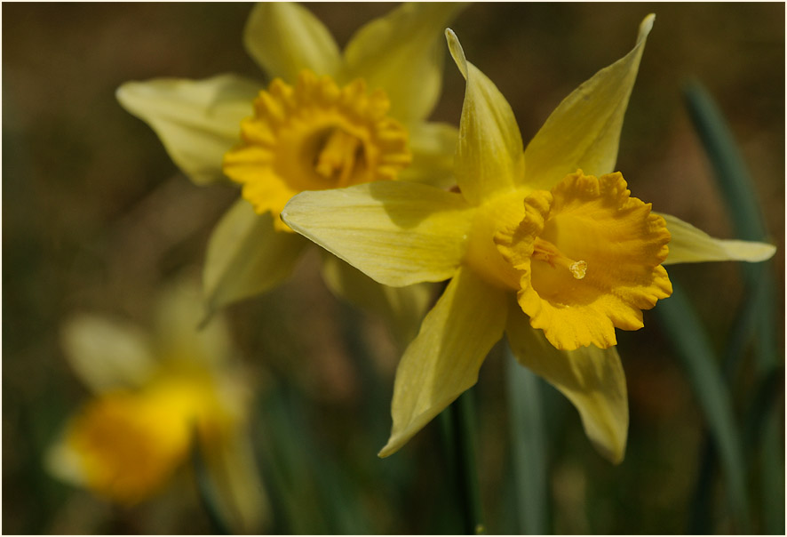 Narzisse (Narcissus)