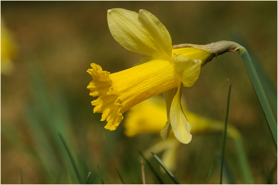 Narzisse (Narcissus)