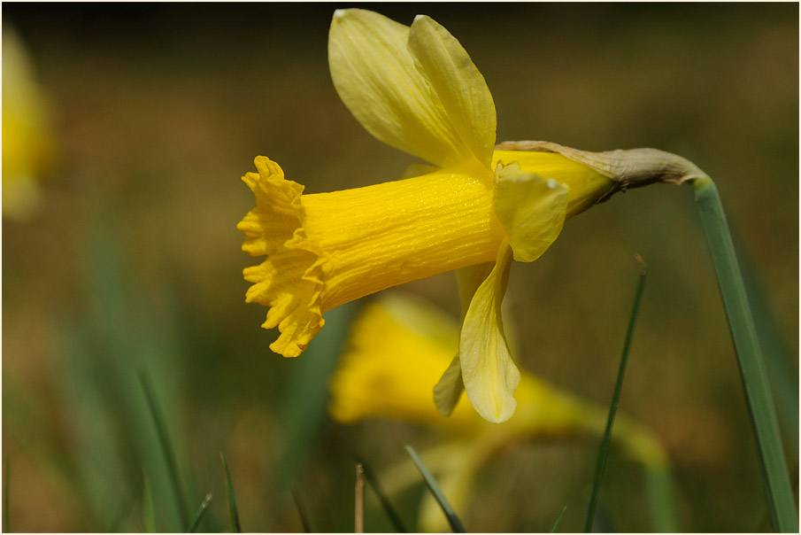 Narzisse (Narcissus)