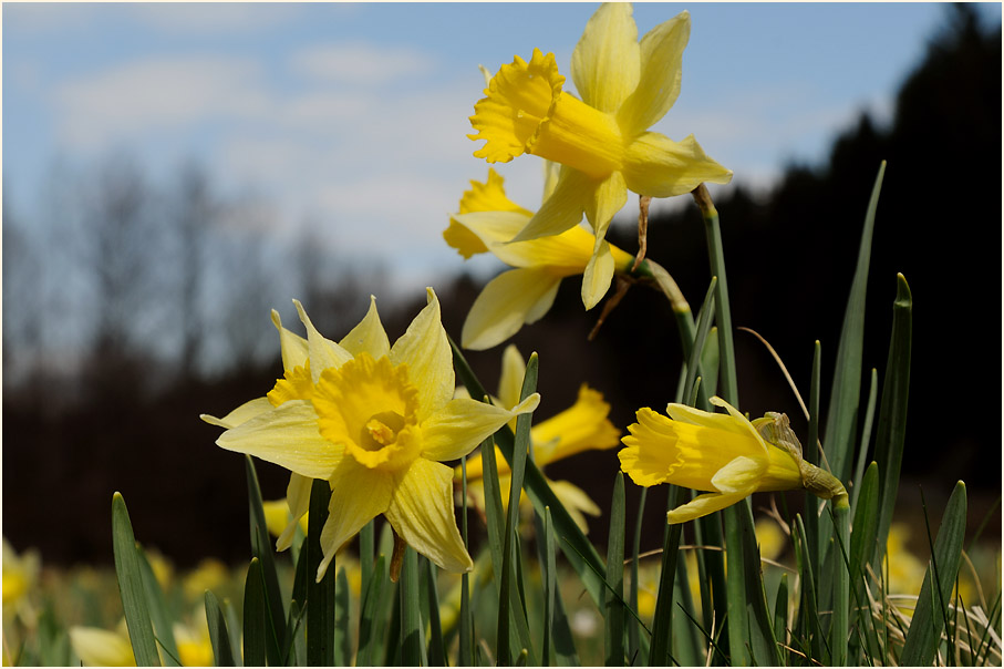 Narzisse (Narcissus)