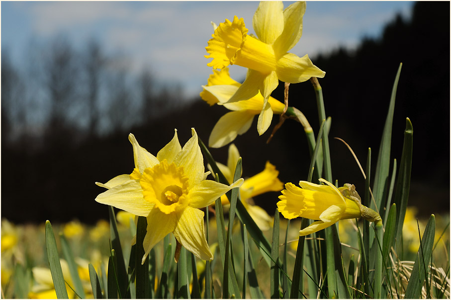 Narzisse (Narcissus)