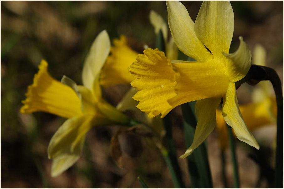 Narzisse (Narcissus)