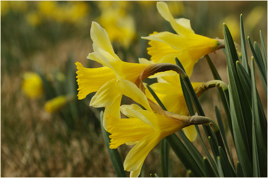 Narzisse (Narcissus)