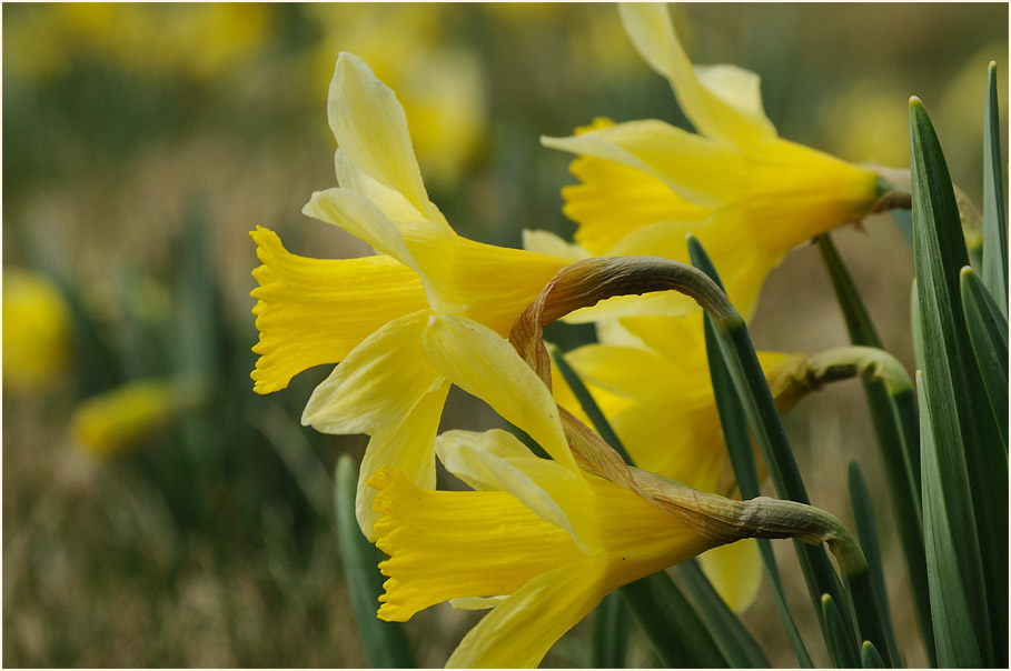 Narzisse (Narcissus)