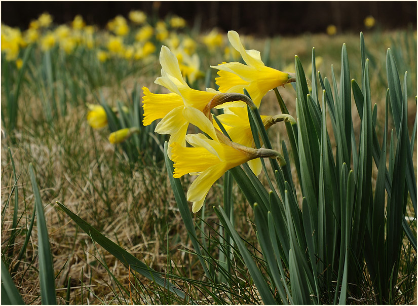 Narzisse (Narcissus)