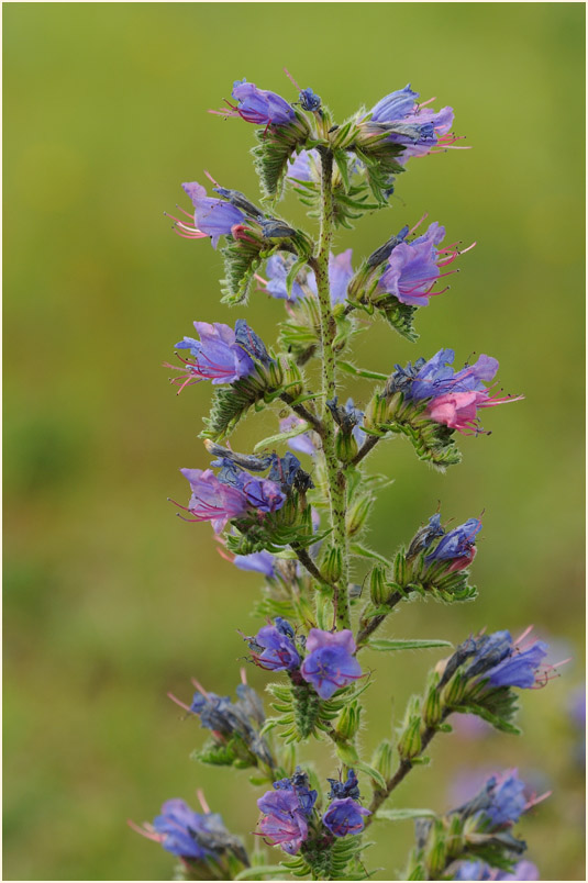Natterkopf (Echium vulgare)