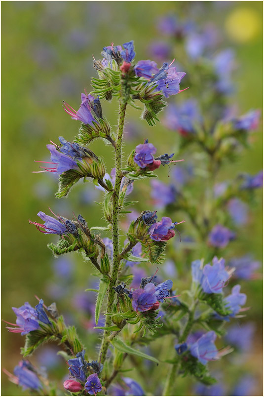 Natterkopf (Echium vulgare)