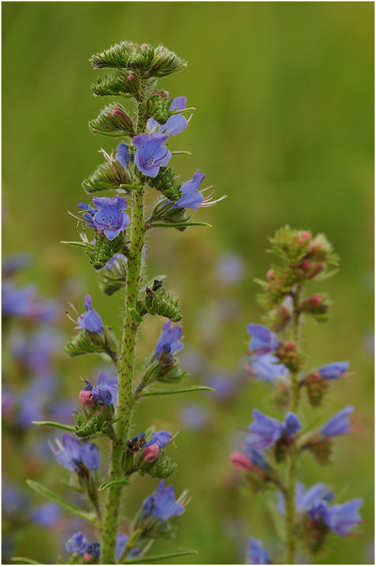 Natterkopf (Echium vulgare)