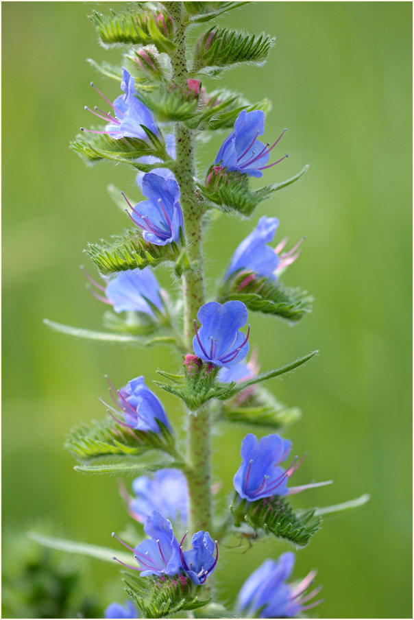 Natterkopf (Echium vulgare)
