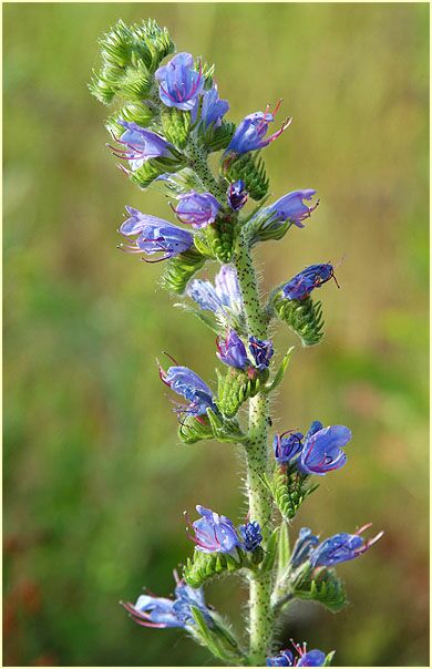 Natterkopf (Echium vulgare)