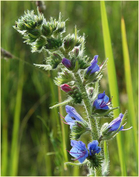 Natterkopf (Echium vulgare)
