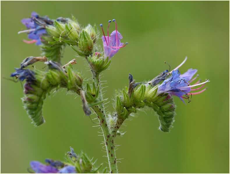 Natterkopf (Echium vulgare)