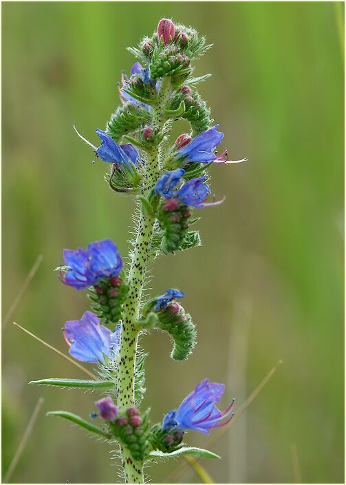 Natterkopf (Echium vulgare)