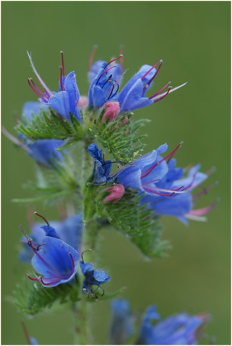 Natterkopf (Echium vulgare)