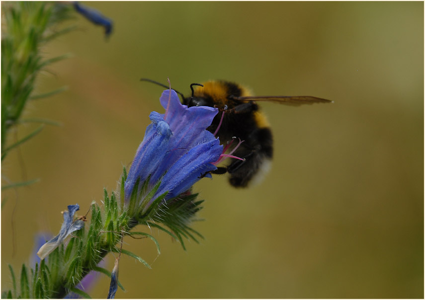 Natterkopf (Echium vulgare)