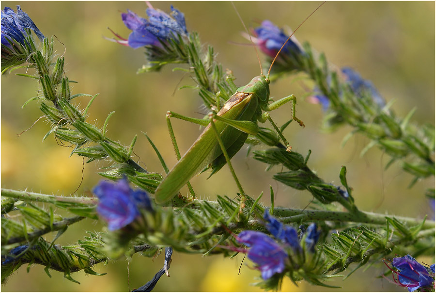 Natterkopf (Echium vulgare)