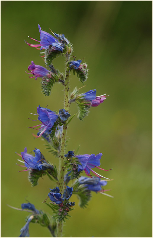 Natterkopf (Echium vulgare)