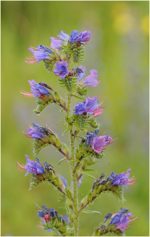Natterkopf (Echium vulgare)