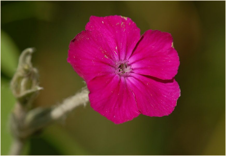 Kronen-Lichtnelke (Lychnis coronaria)