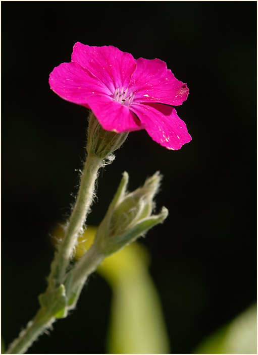 Kronen-Lichtnelke (Lychnis coronaria)