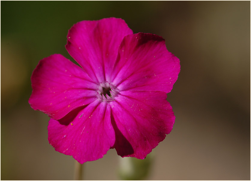 Kronen-Lichtnelke (Lychnis coronaria)