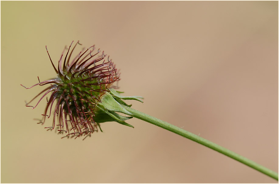 Echte Nelkenwurz (Geum urbanum)