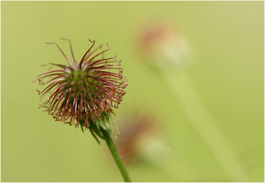 Echte Nelkenwurz (Geum urbanum)