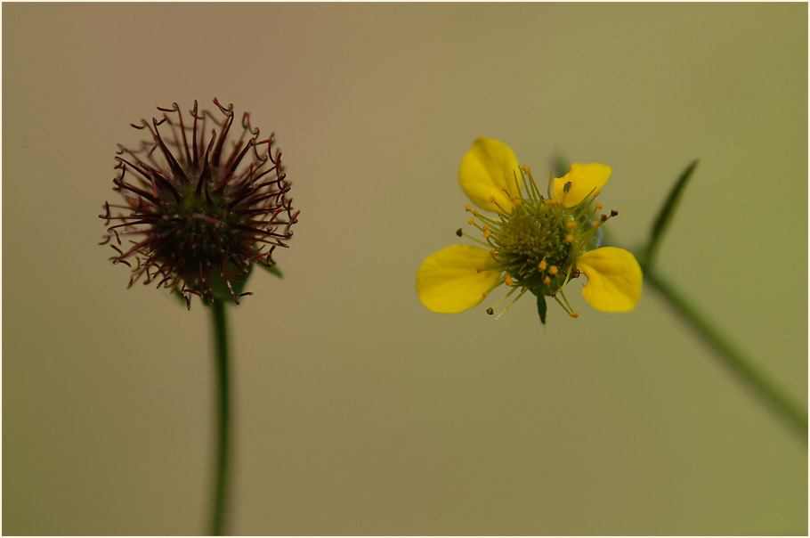 Echte Nelkenwurz (Geum urbanum)