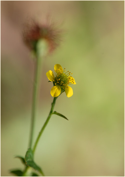 Echte Nelkenwurz (Geum urbanum)