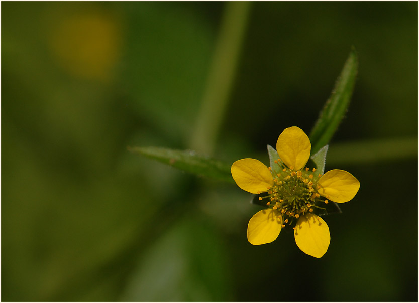 Echte Nelkenwurz (Geum urbanum)