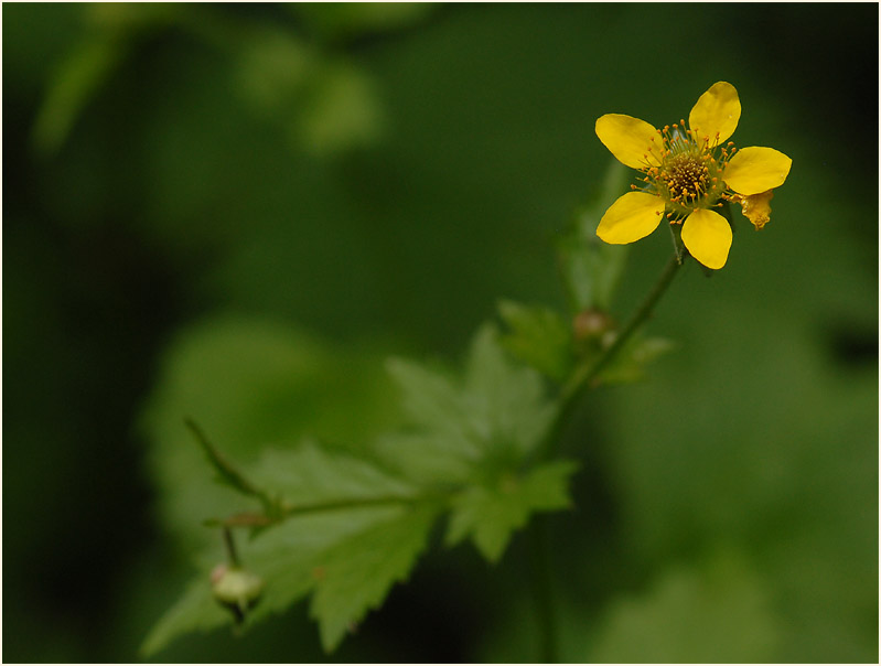 Echte Nelkenwurz (Geum urbanum)