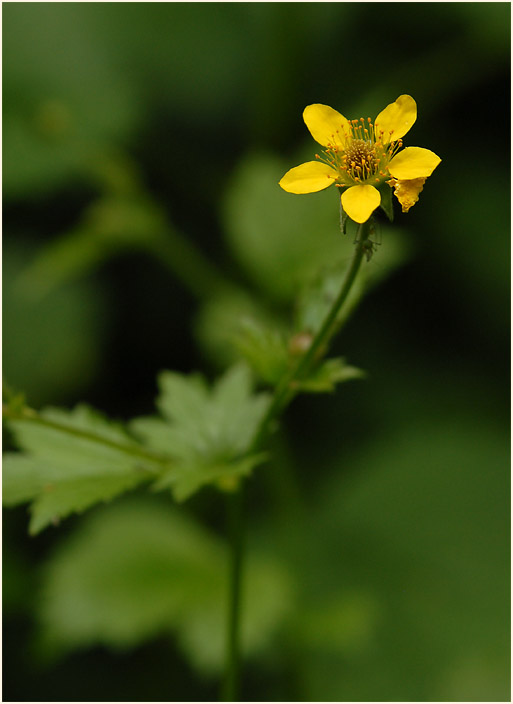 Echte Nelkenwurz (Geum urbanum)