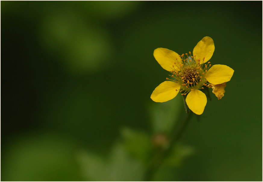 Echte Nelkenwurz (Geum urbanum)