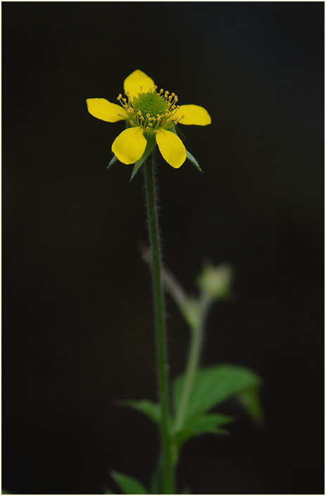 Echte Nelkenwurz (Geum urbanum)